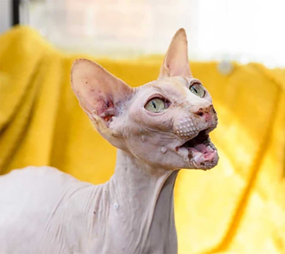 rescued sphynx cat