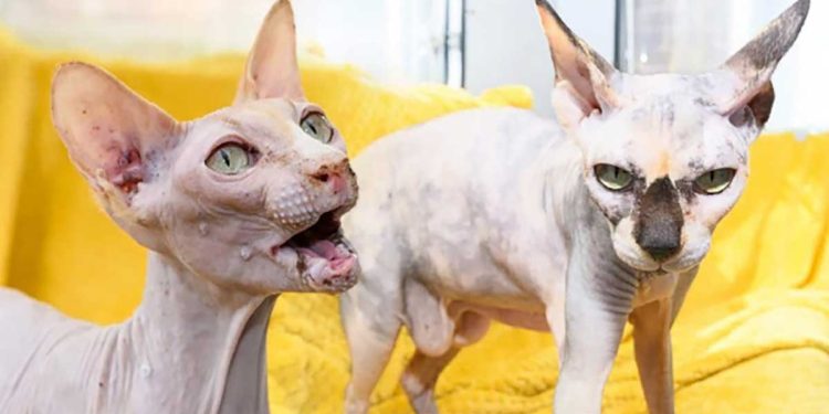 sphynx cat rescued used breeds 90 kittens