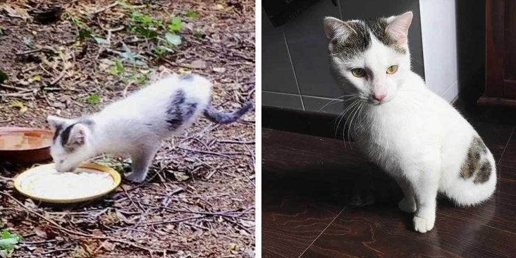 two-legged kitten found garden