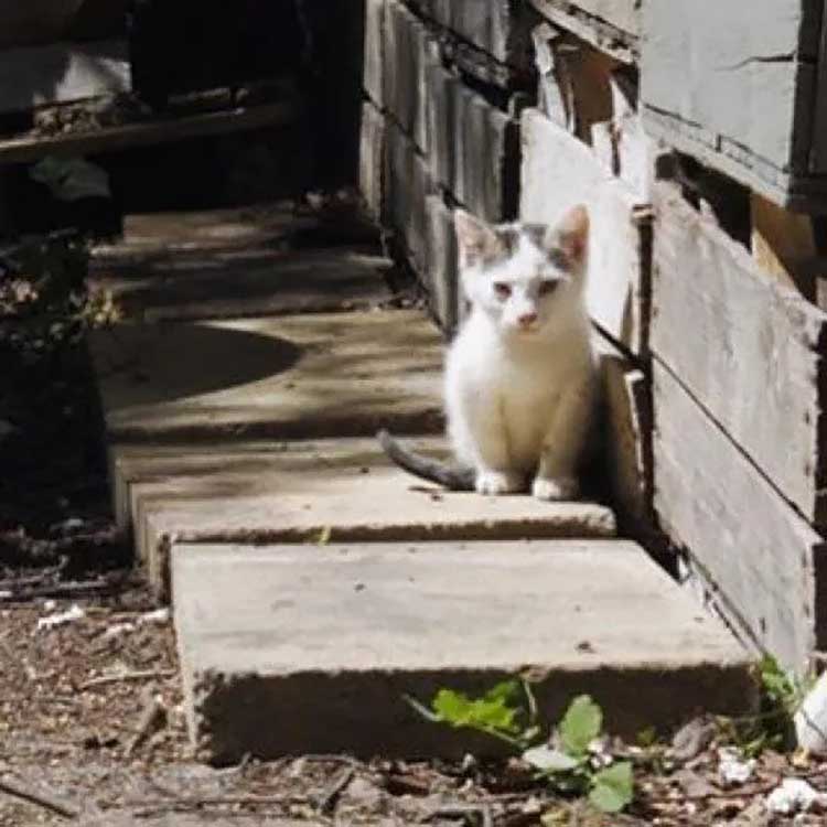 two-legged kitten found garden