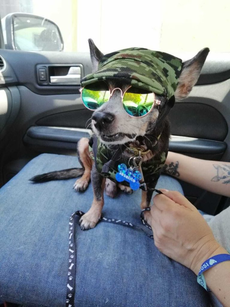 Joselito chihuahua dog animal abuse