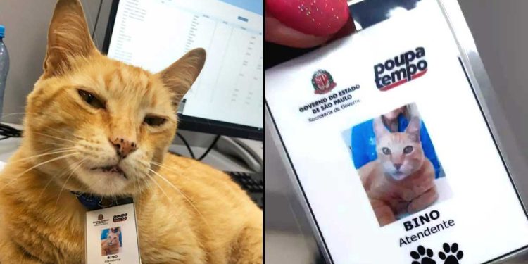 cat decides to go to work every day and receives a badge