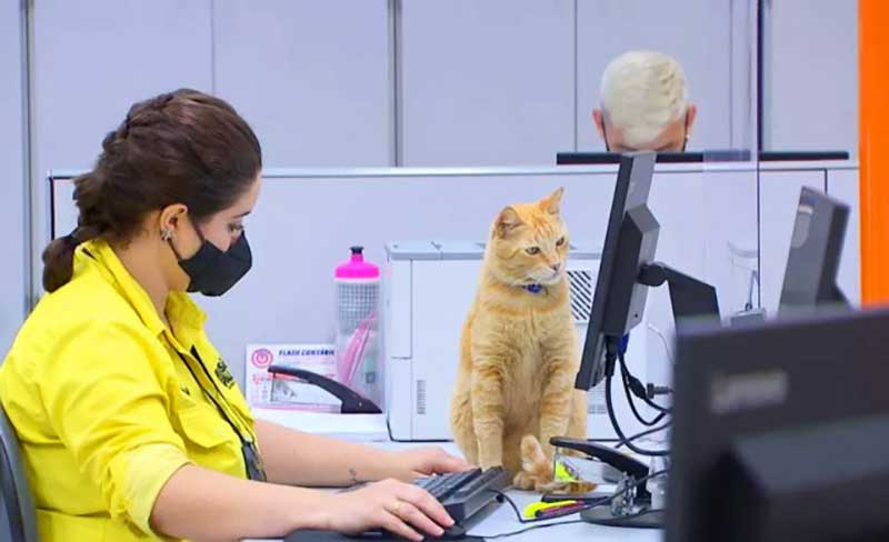cat decides to go to work every day and receives a badge