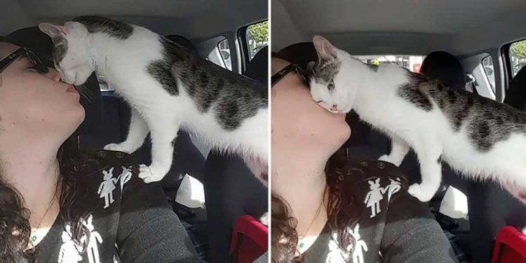 cat saved hours to be euthanizedthank rescuer
