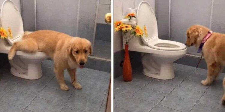dog uses toilet fun way