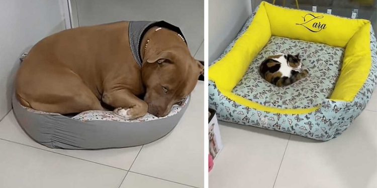 pit bull sleep smaller bed not disturb cat