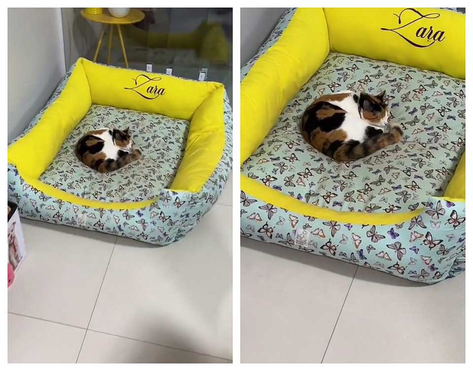 pit bull sleep smaller bed not disturb cat