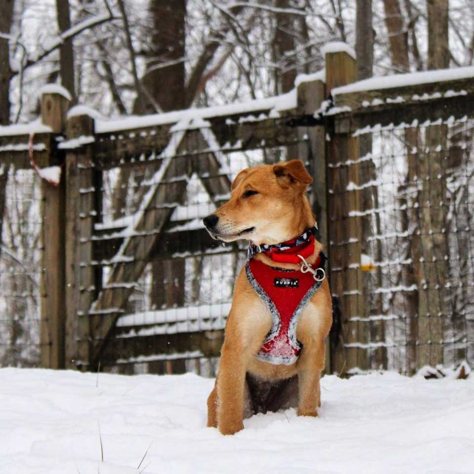 puppy in the snow