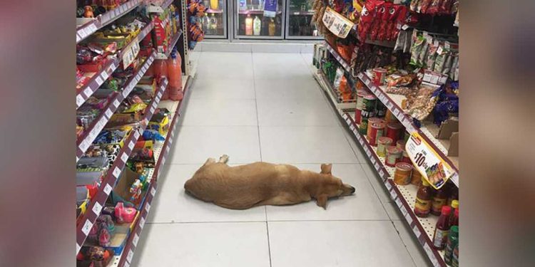 store opens door dog heat wave