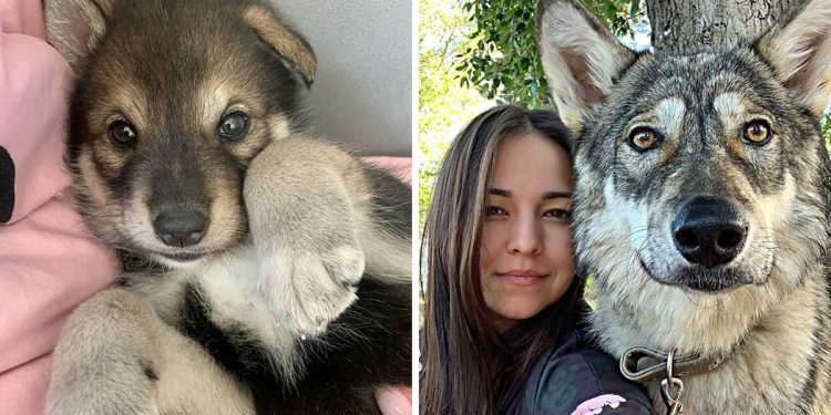 woman adopts wolf refuge would not survive nature