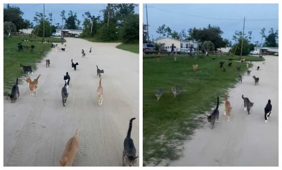 woman walked dog 35 cats appeared