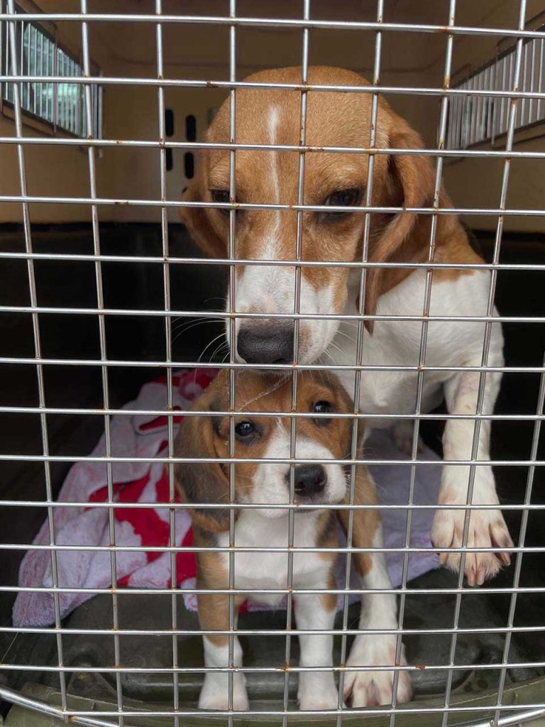 4,000 beagles bred for experiments have been rescued