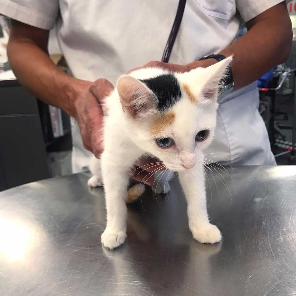 Adorable kitten at the vet