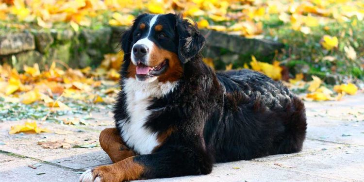 Bernese Mountain Dog 8 Things To Know About This Dog