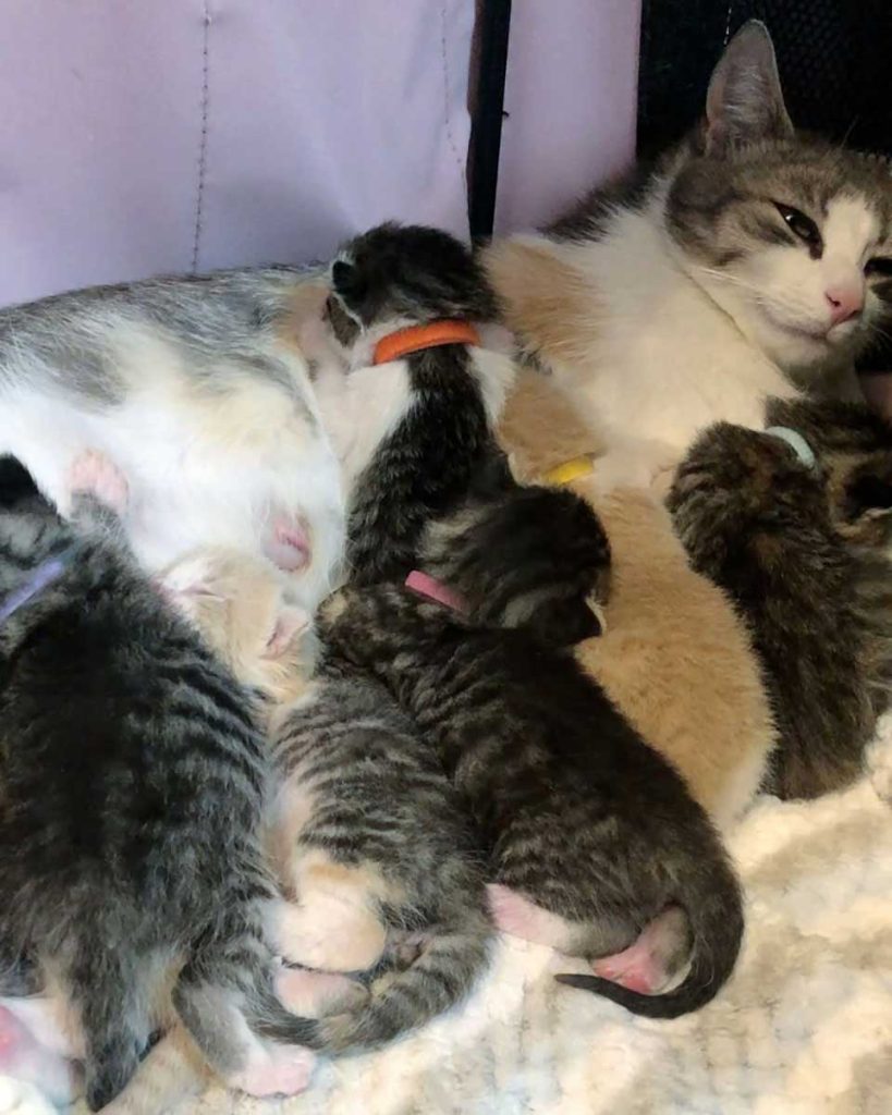 Cat and her babies