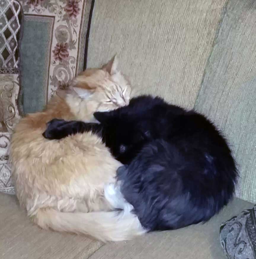 Cat brothers won't stop hugging each other
