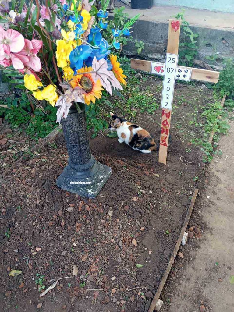 Cat visits the grave of the dog that raised her every day