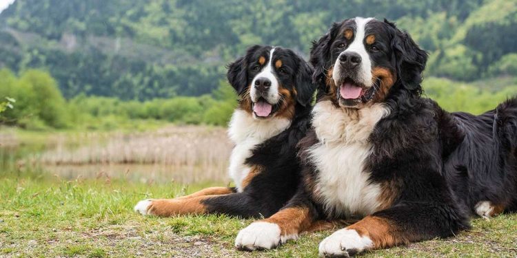 Chunky Bernese Mountain Dogs Facts