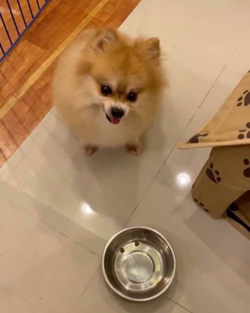 Dog annoyed by his food ration