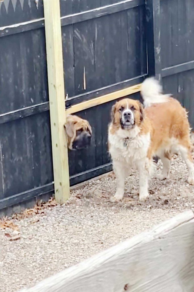 Dog digs a hole in the neighbor's fence