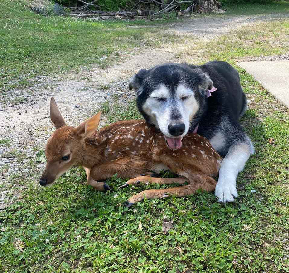 Dog hugs rescued deer