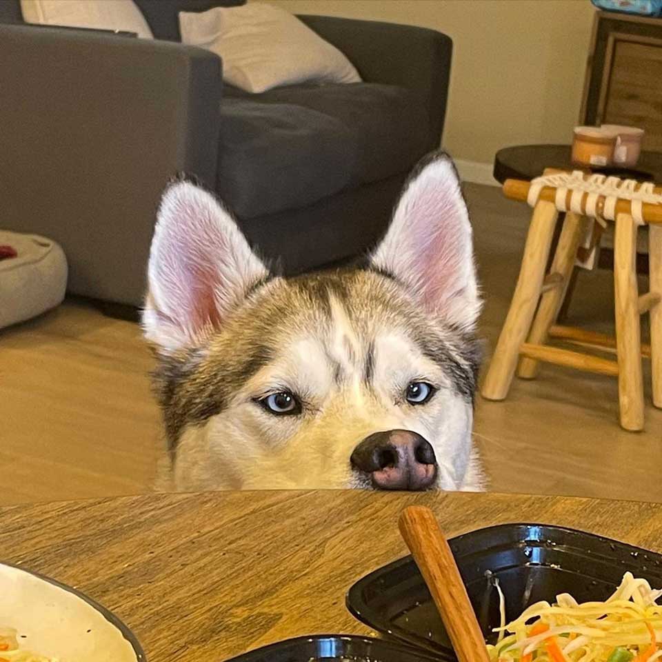 Dog looks at the food