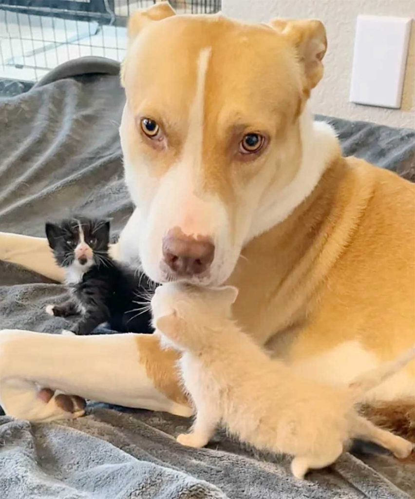 Dog takes care of two rescued kittens