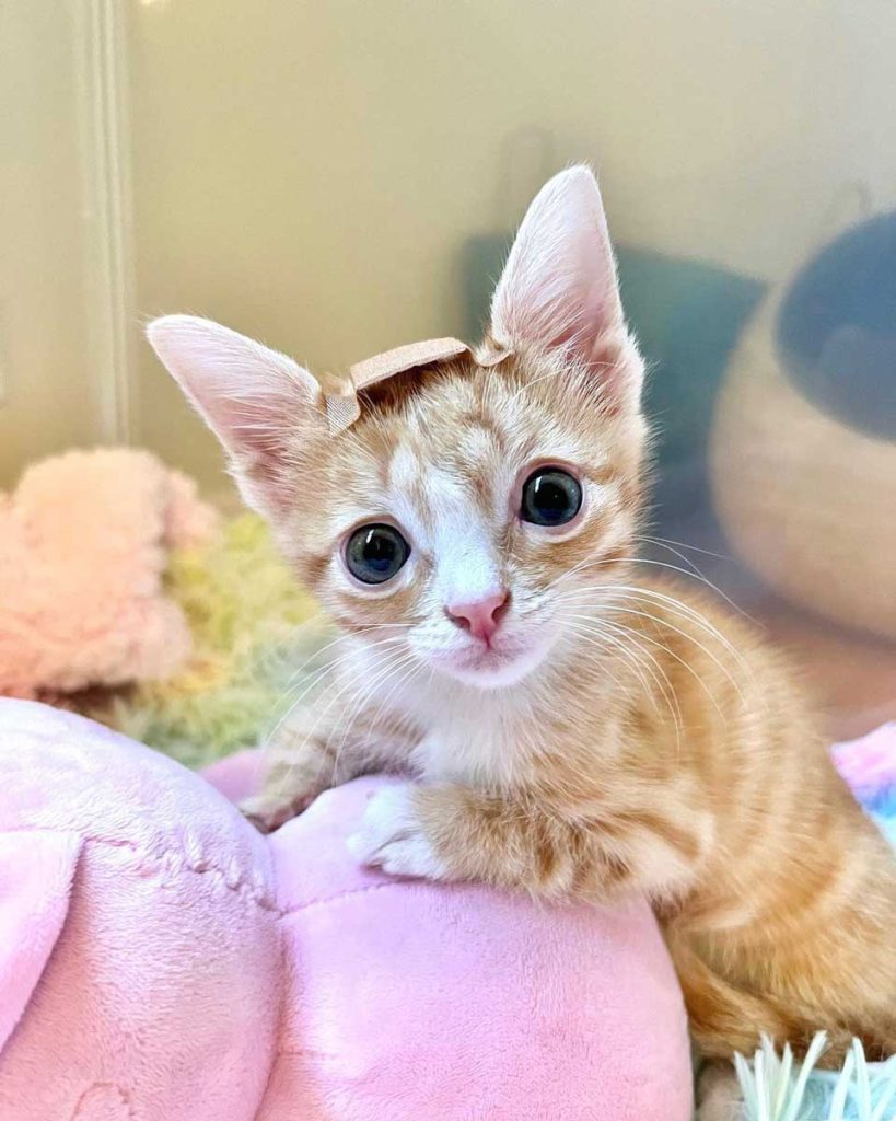 Kitten with a band-aid on his head 1