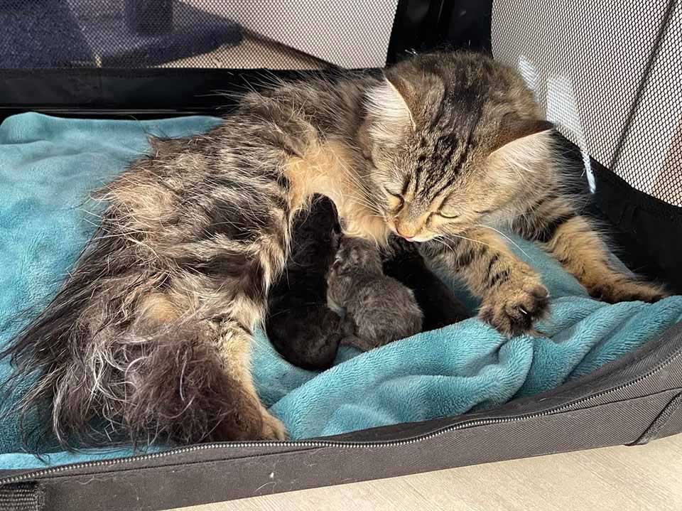 Mama cat and her babies
