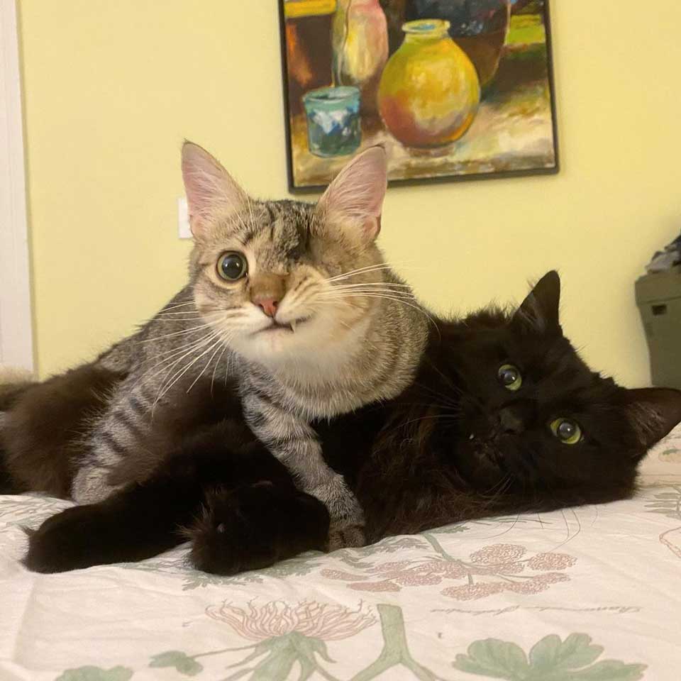 One eyed kitten and his friend