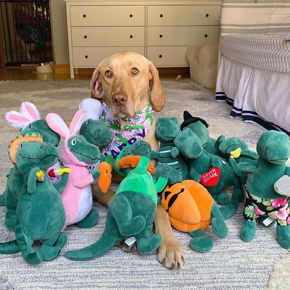 Pet with his toys