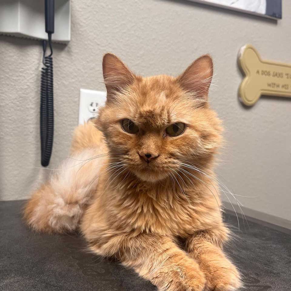 Senior cat about to be euthanized