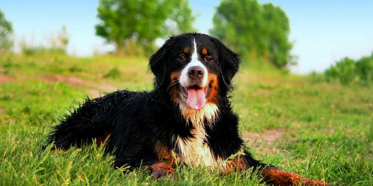 Things To Know Before Adopting Bernese Mountain Dog