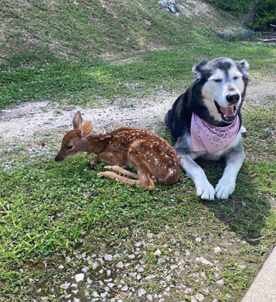 Zoey with deer