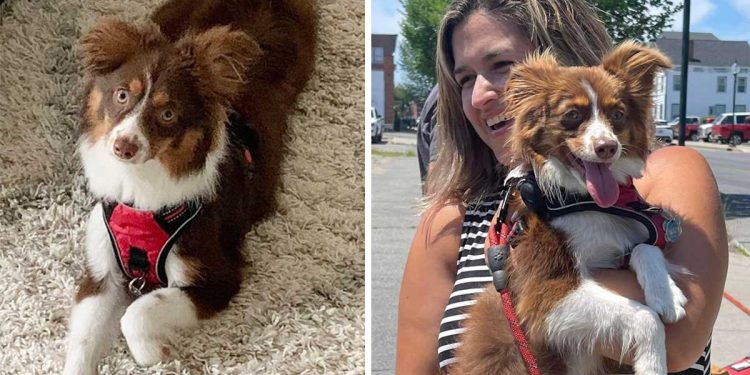australian shepherd disappears 18 days after housed dog daycare