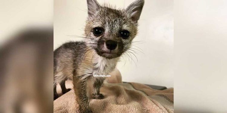 baby fox saved family