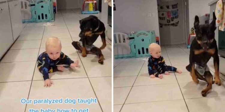 baby learned crawl thanks paralyzed dog