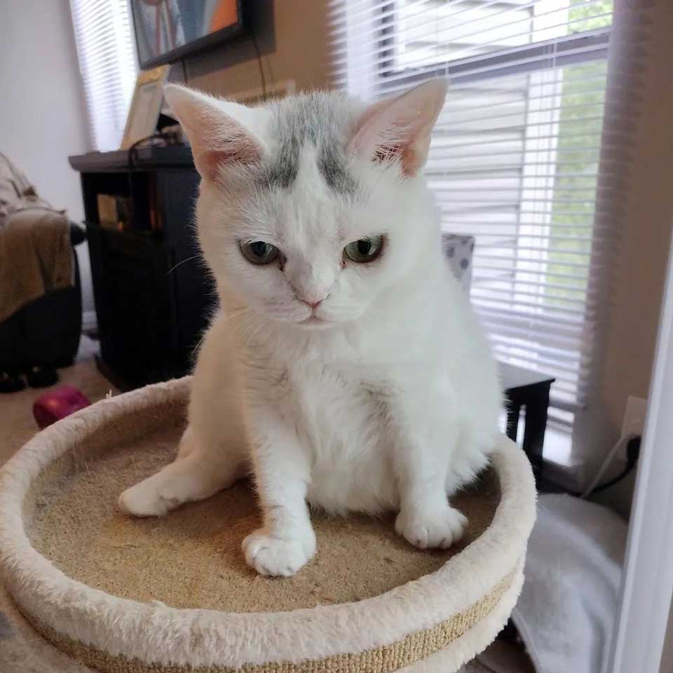 beautiful white kitten