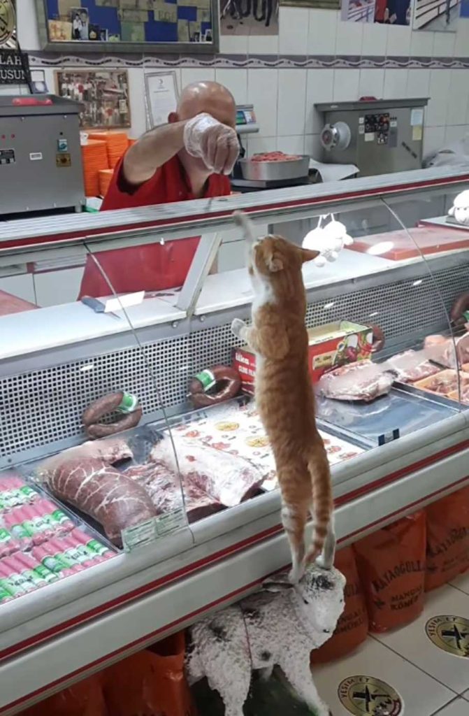 butcher gives meat hungry stray dogs cats