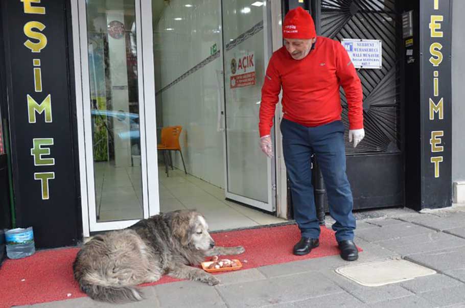 butcher gives meat hungry stray dogs cats