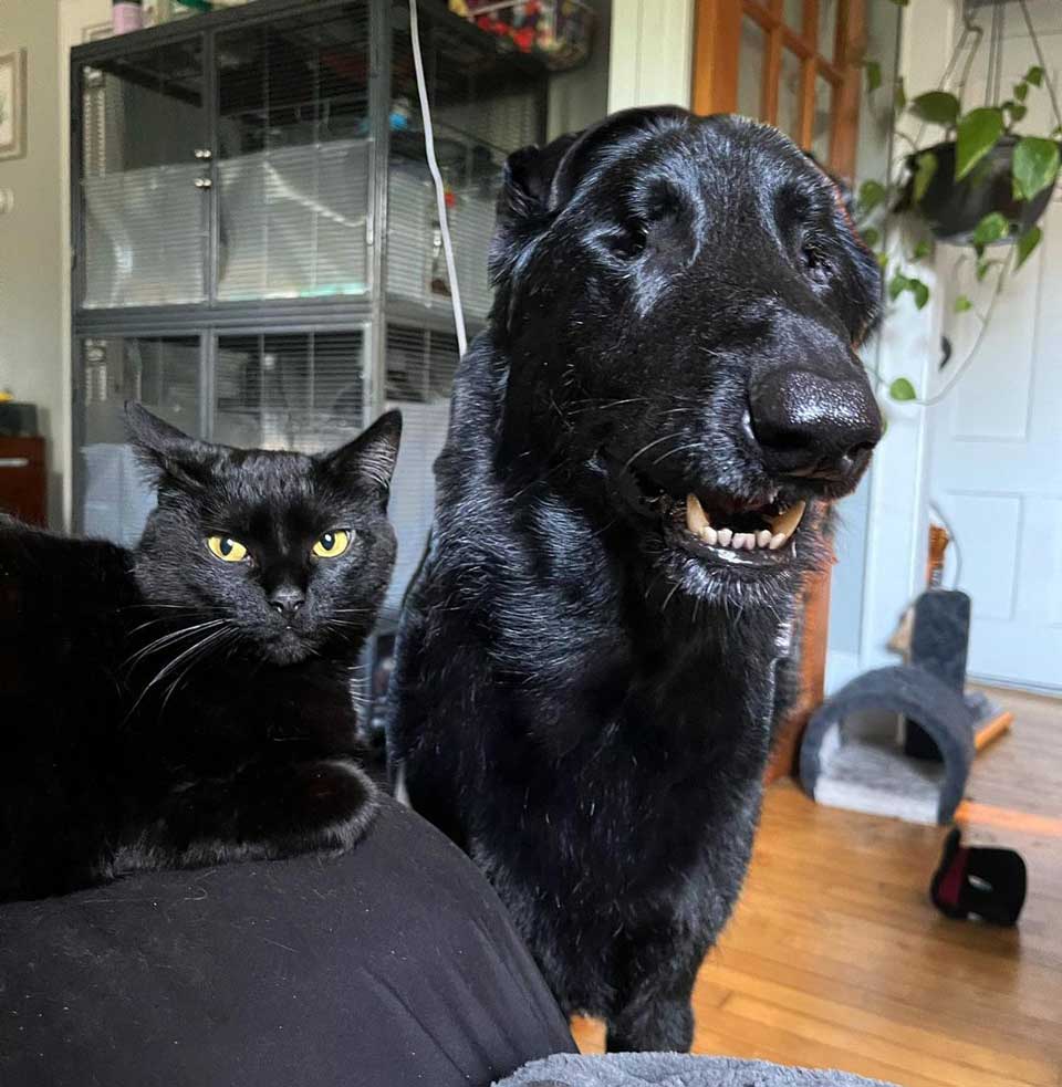 cat and dog are best friends