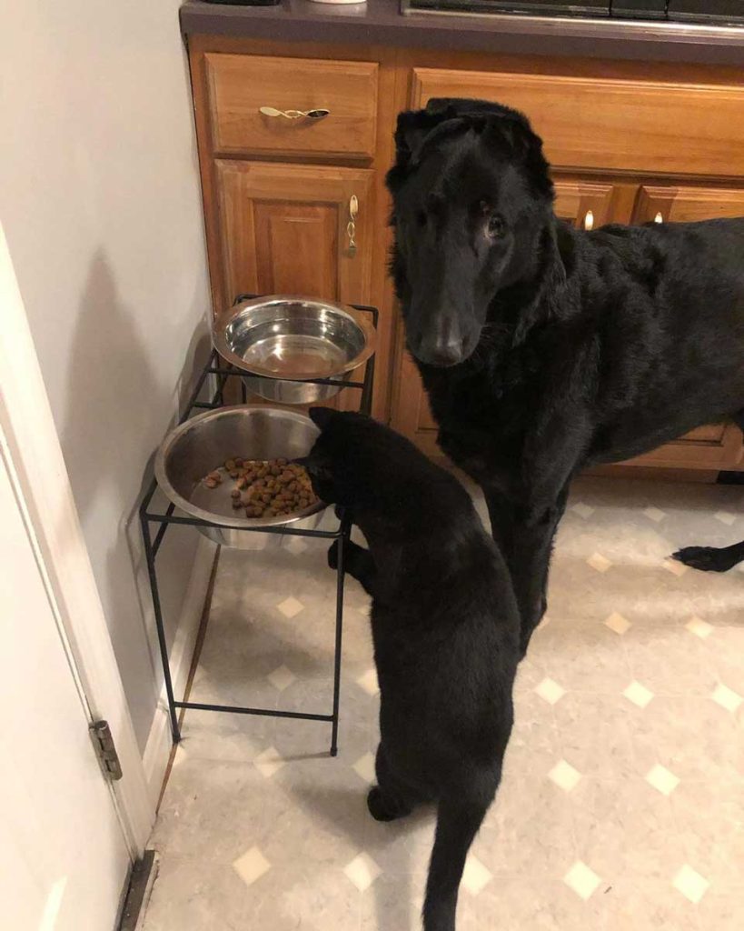 cat and dog having dinner