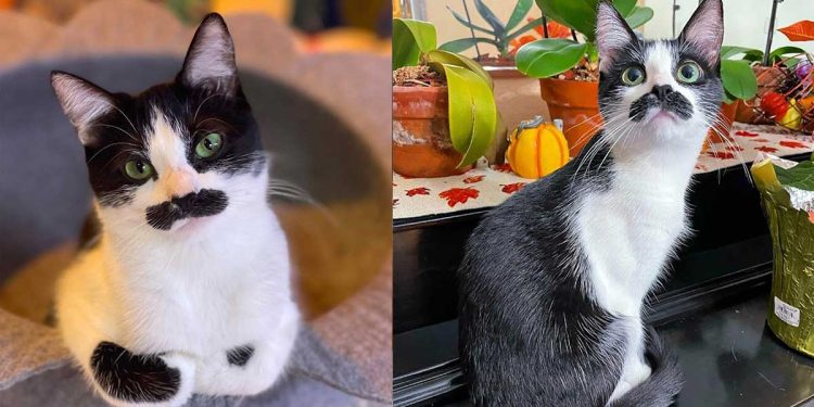 cat born with mustache goes viral instagram