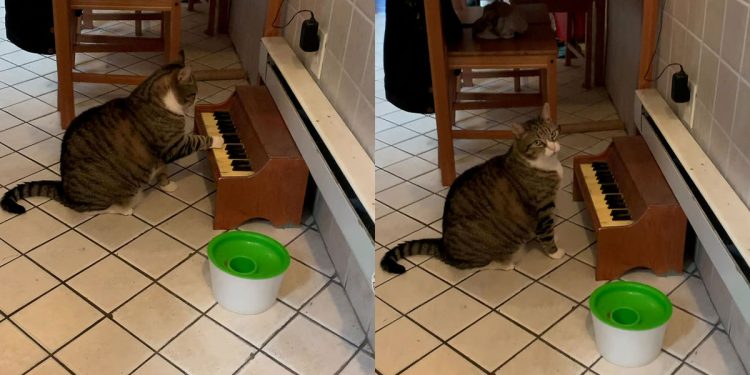 cat has a small piano plays hungry