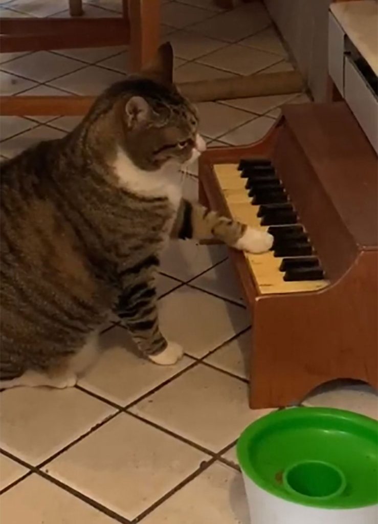 cat has own piano