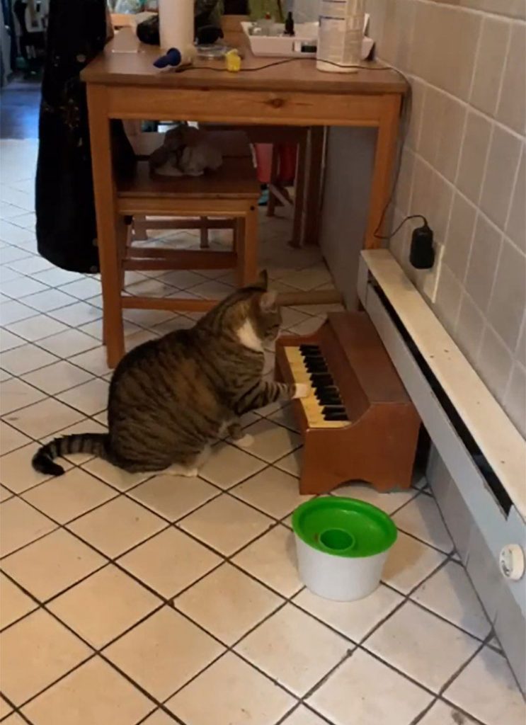 cat has piano