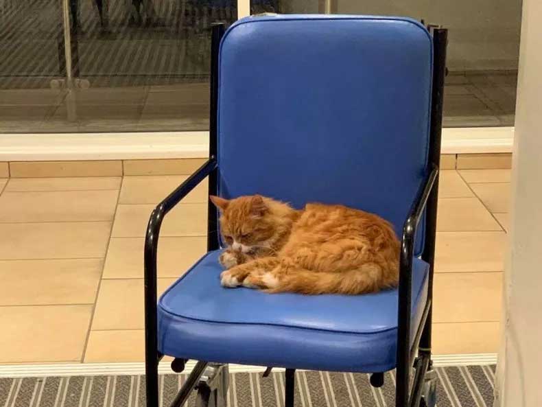cat makes hospital second home visits staff patients