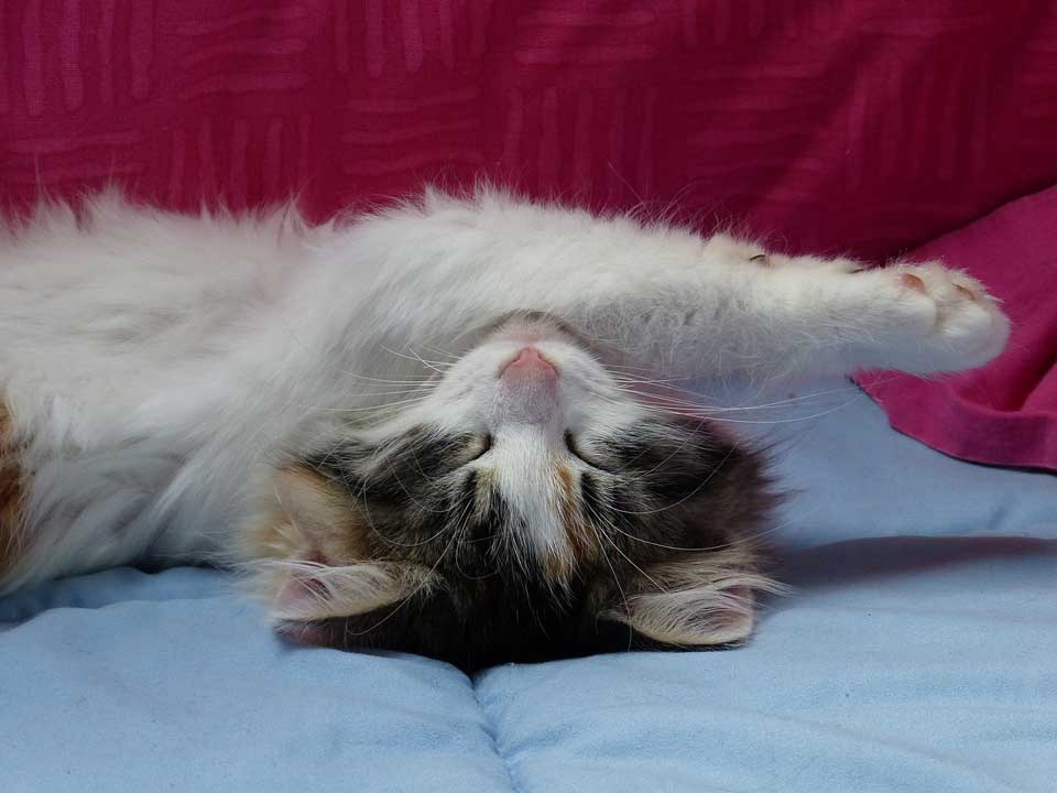 cat sleeping positions
