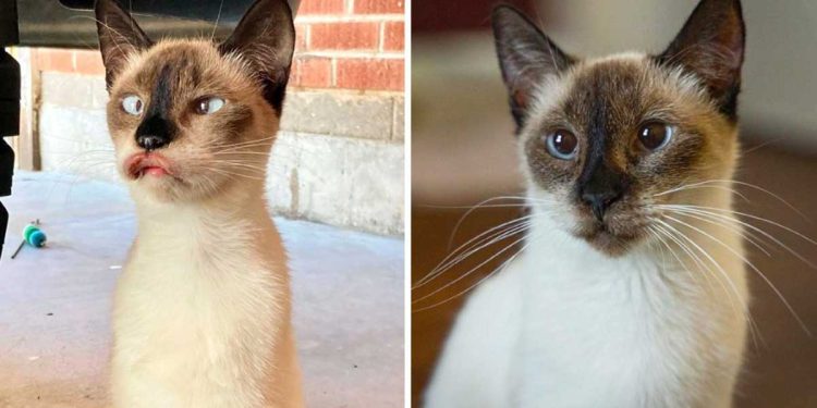 cat unique appearance changes completely after meeting mom