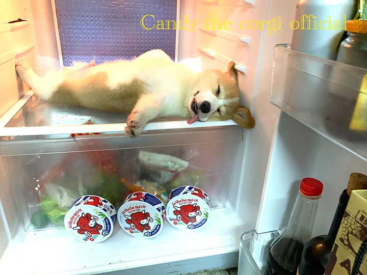 corgi and his mania of pretending that he is dead